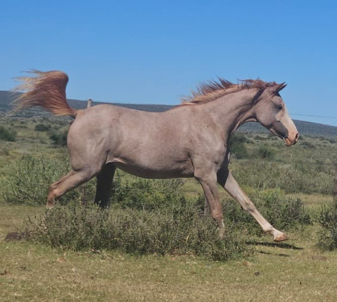 Horse 1