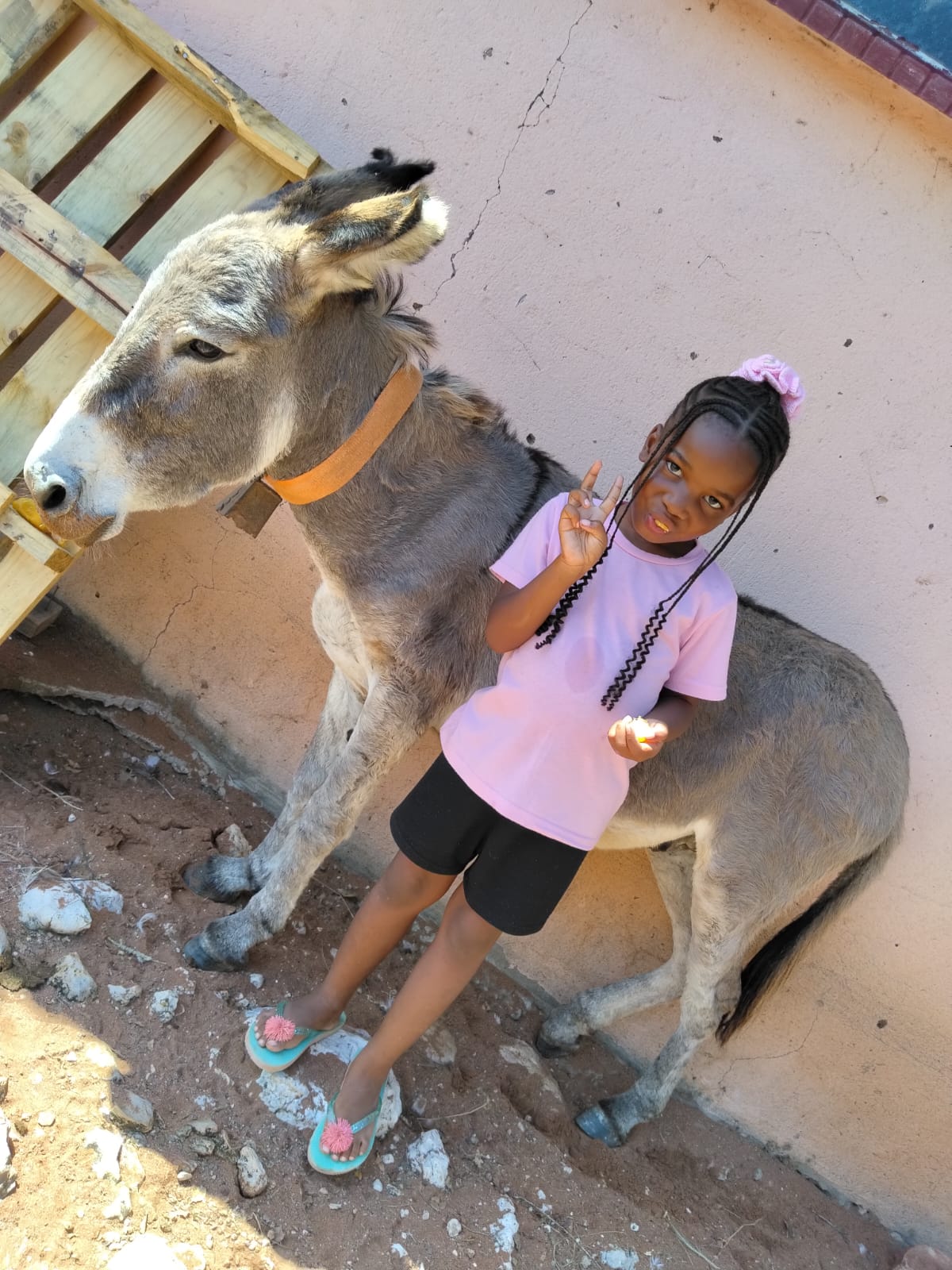 Donkey 1