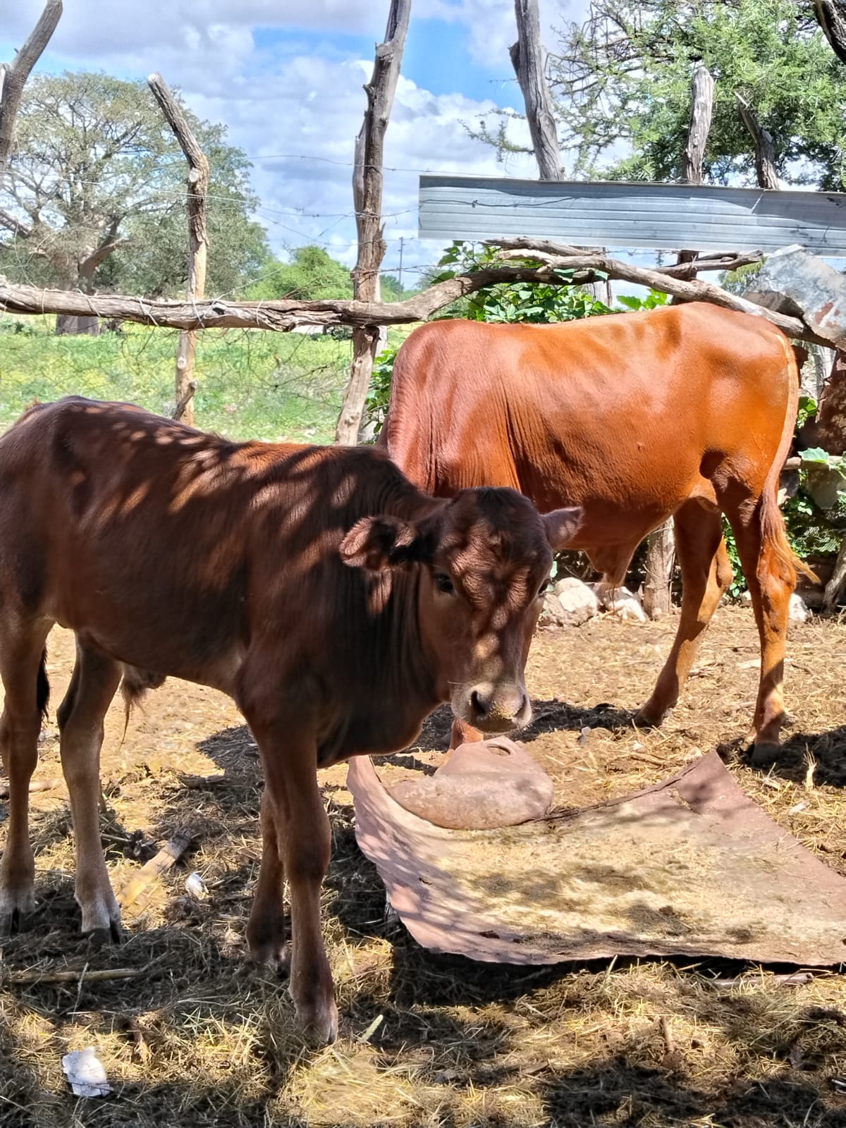 Cattle 1