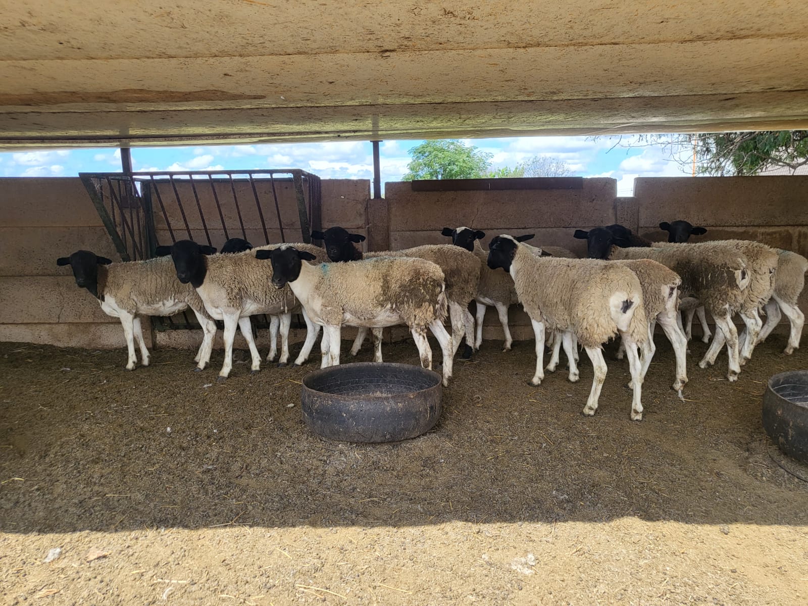 Sheep 1