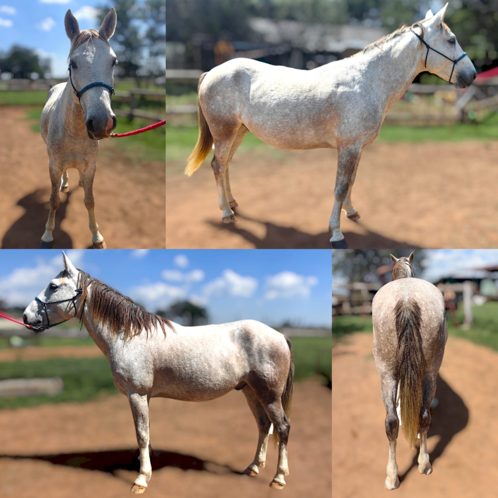 Horse 2