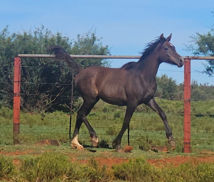 Horse 3