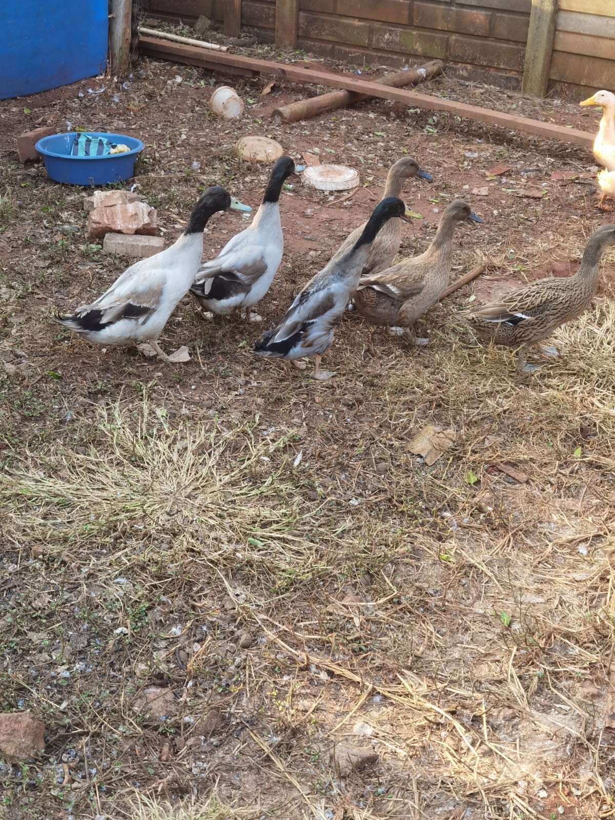 Duck 1