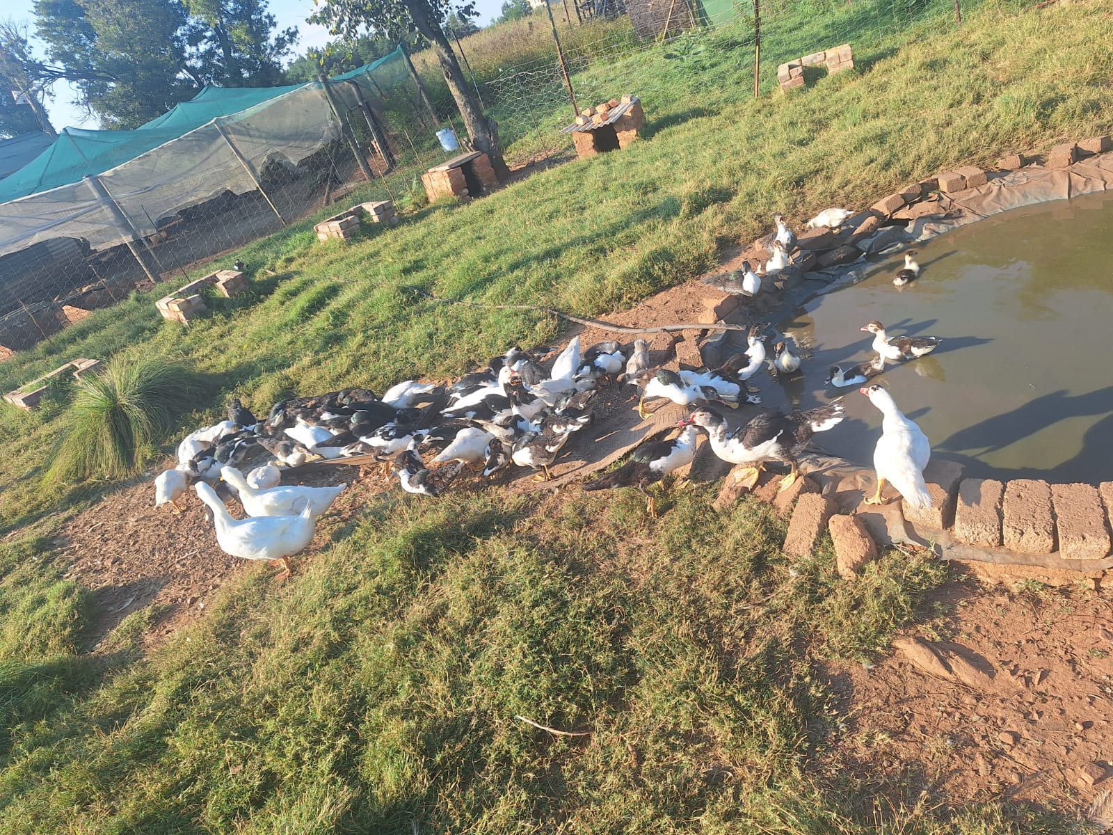 Duck 2