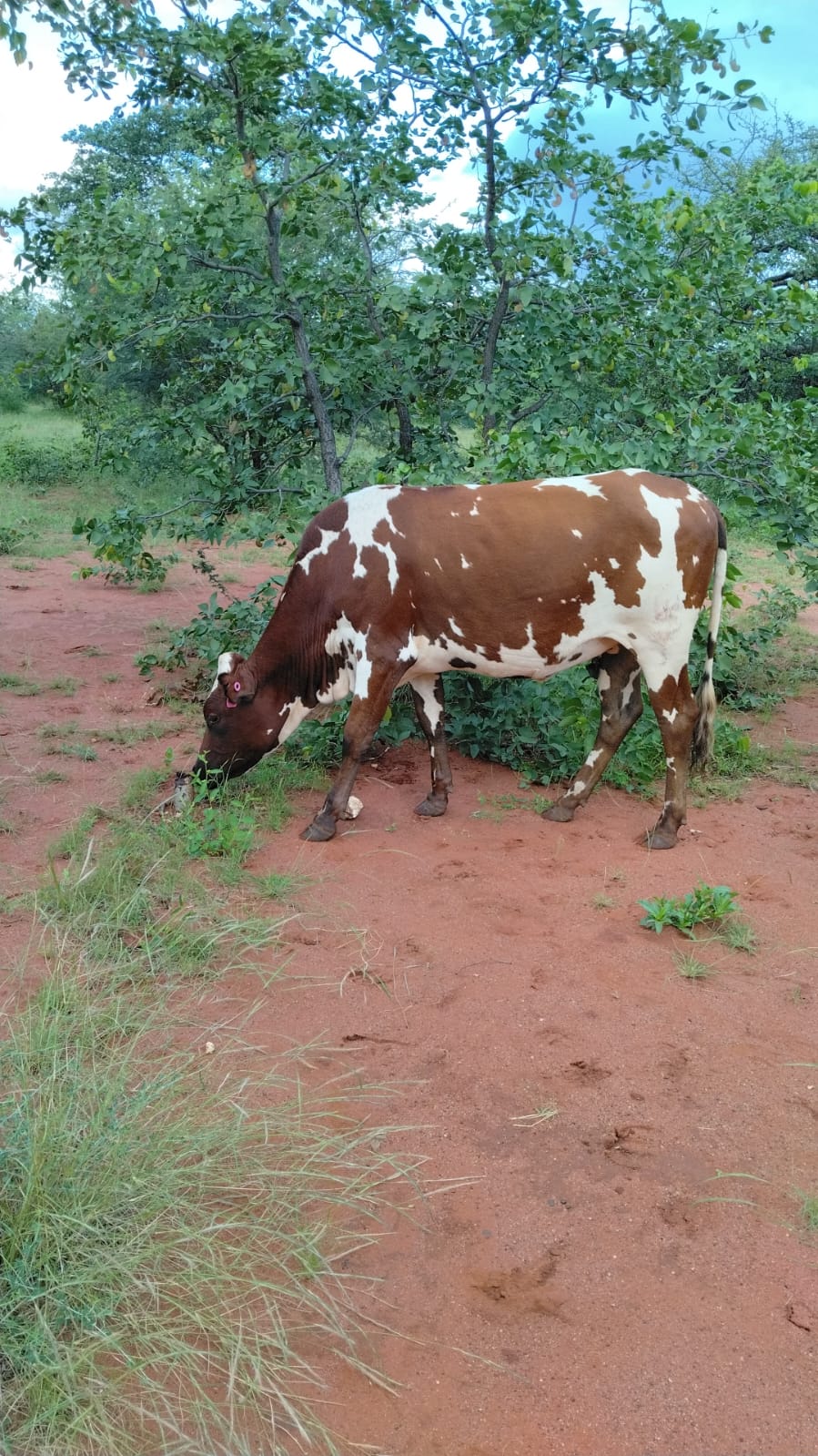 Cattle 2