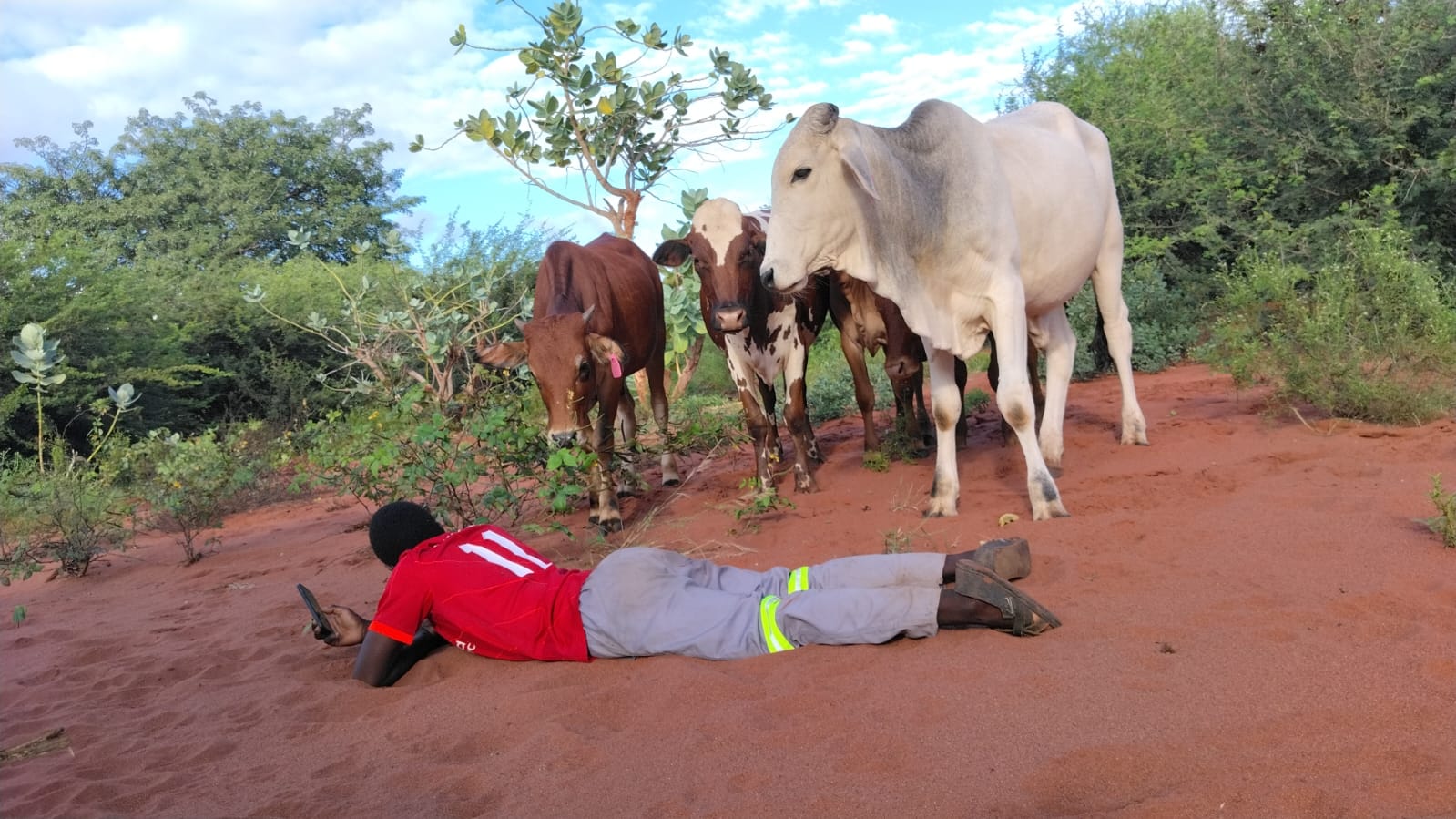 Cattle 3