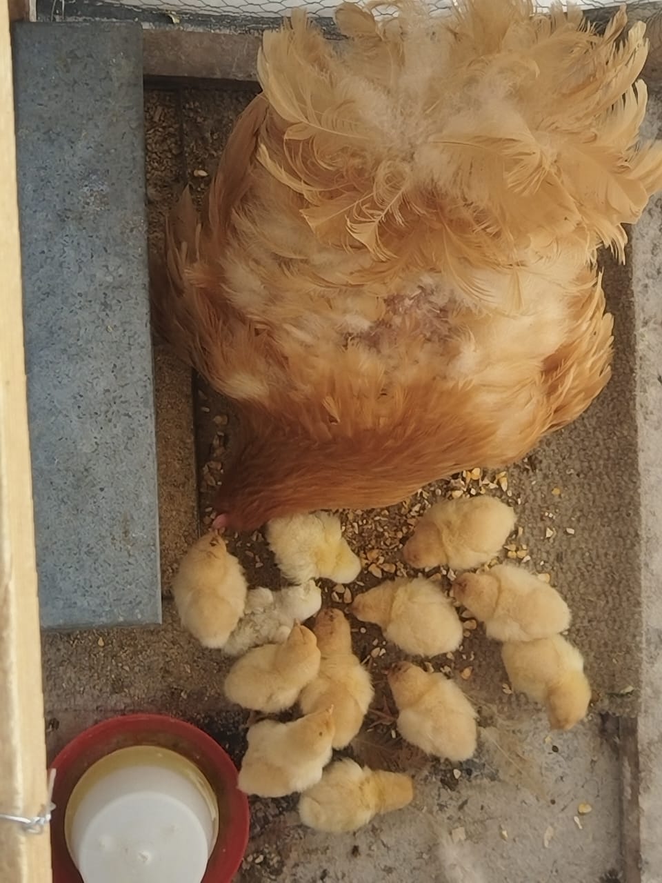Chicken Breed 2