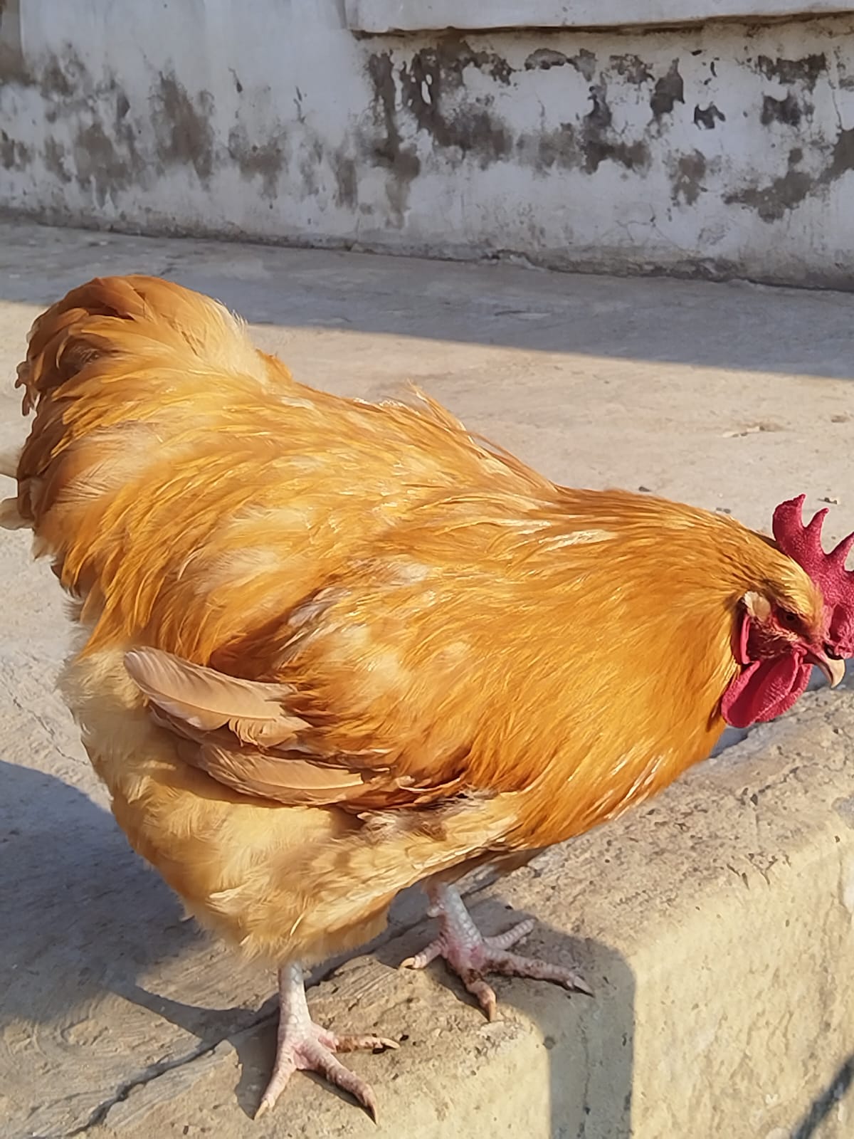 Chicken Breed 3