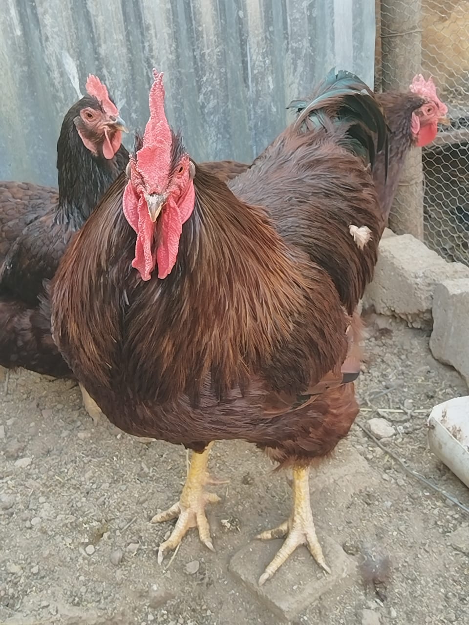 Chicken Breed 4