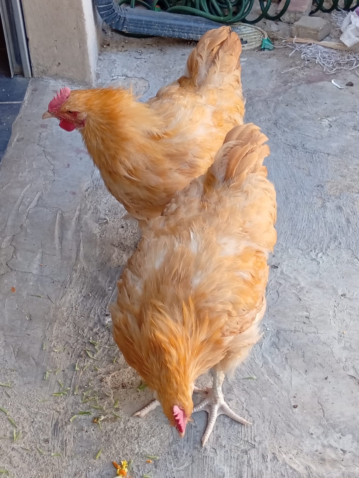 Chicken Breed 5