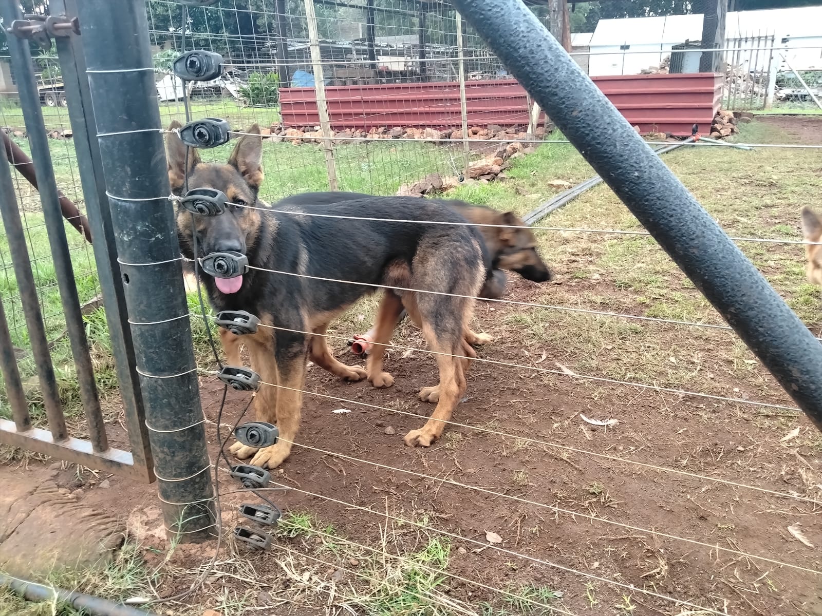 Dog Breed 2