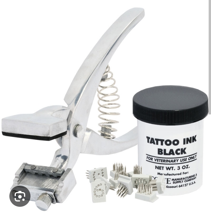 Ear Tattoo Sample